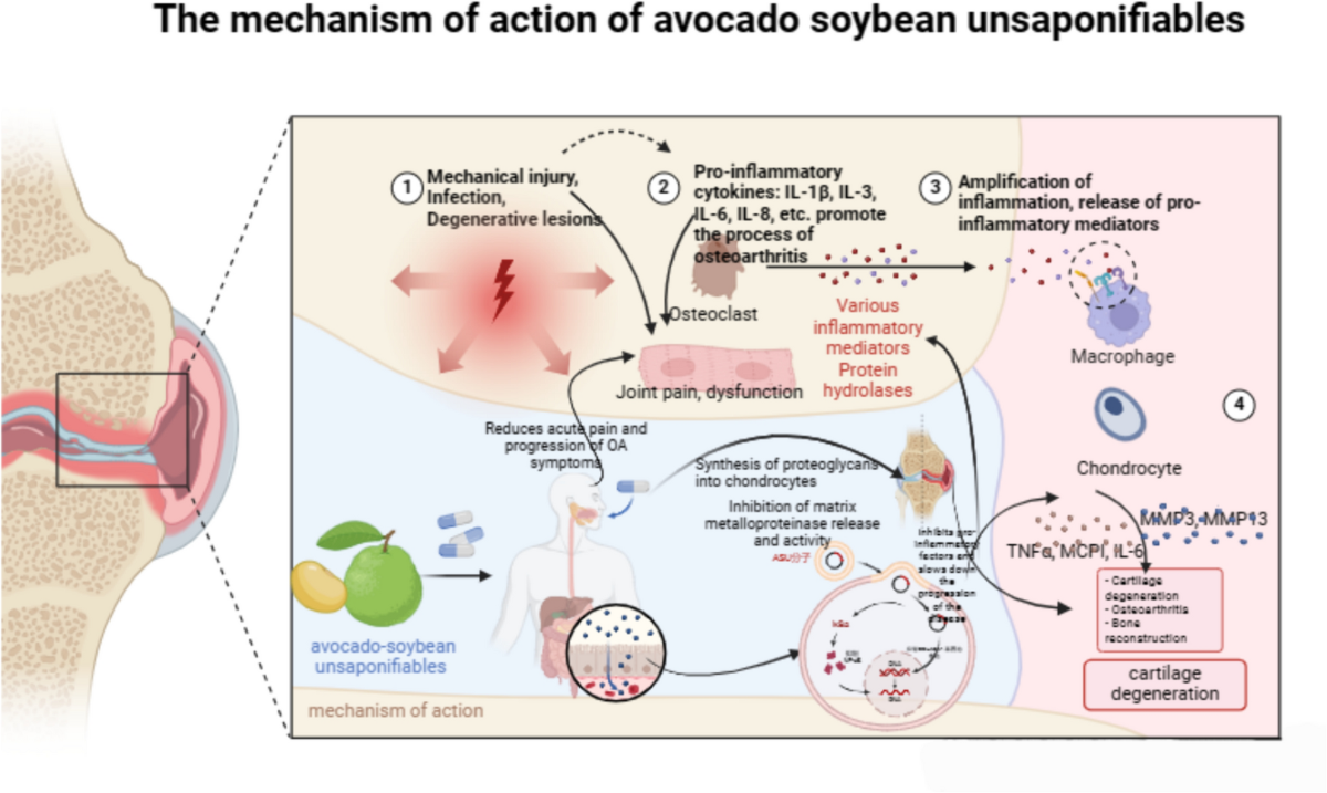 Avocado Soybean Unsaponifiables  