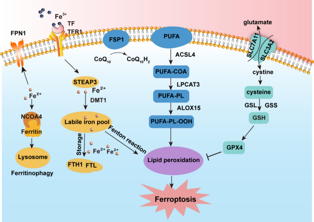 Nrf2-mediated ferroptosis inhibition: a novel approach for managing  inflammatory diseases | Inflammopharmacology