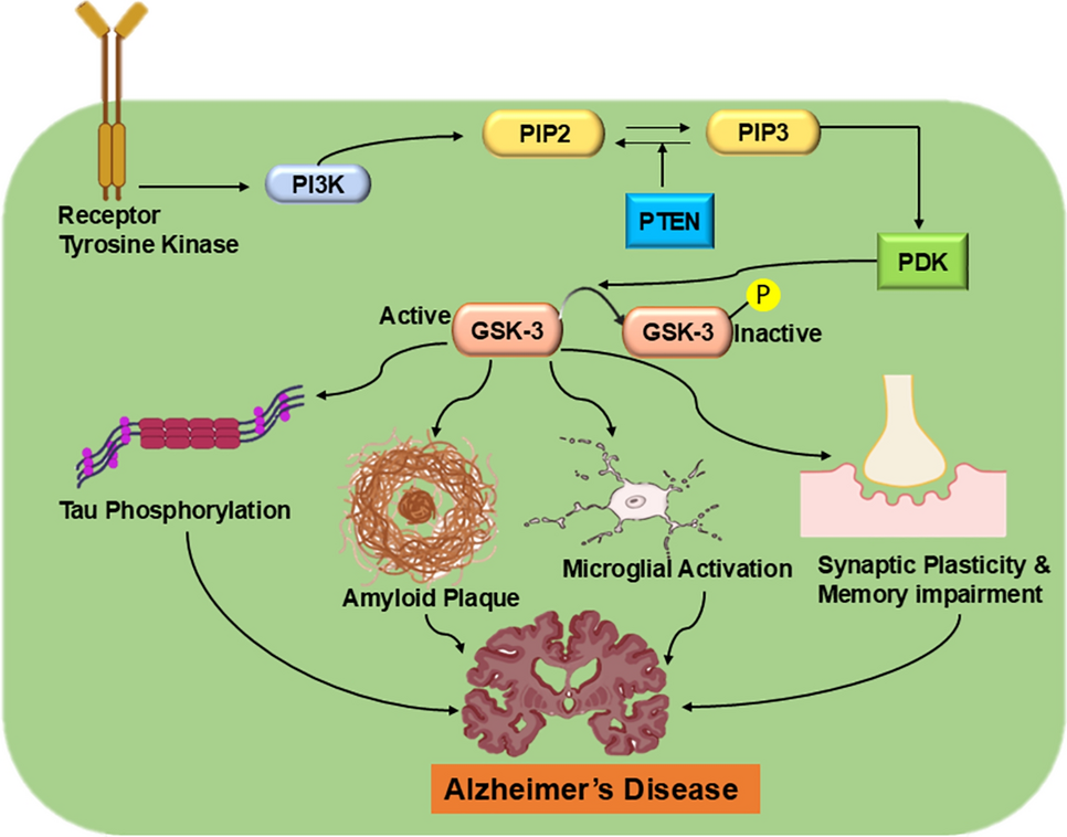 Interplay between PI3k/AKT signaling and caspase pathway in Alzheimer disease: mechanism and therapeutic implications | Inflammopharmacology