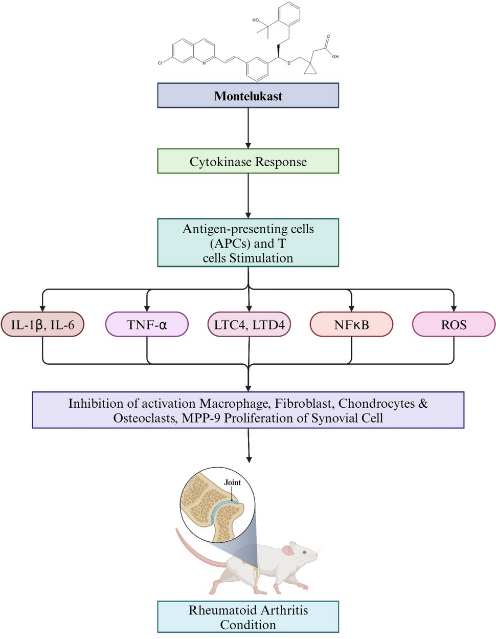 New insights on pharmacological potential of montelukast: a comprehensive  review | Inflammopharmacology | Springer Nature Link