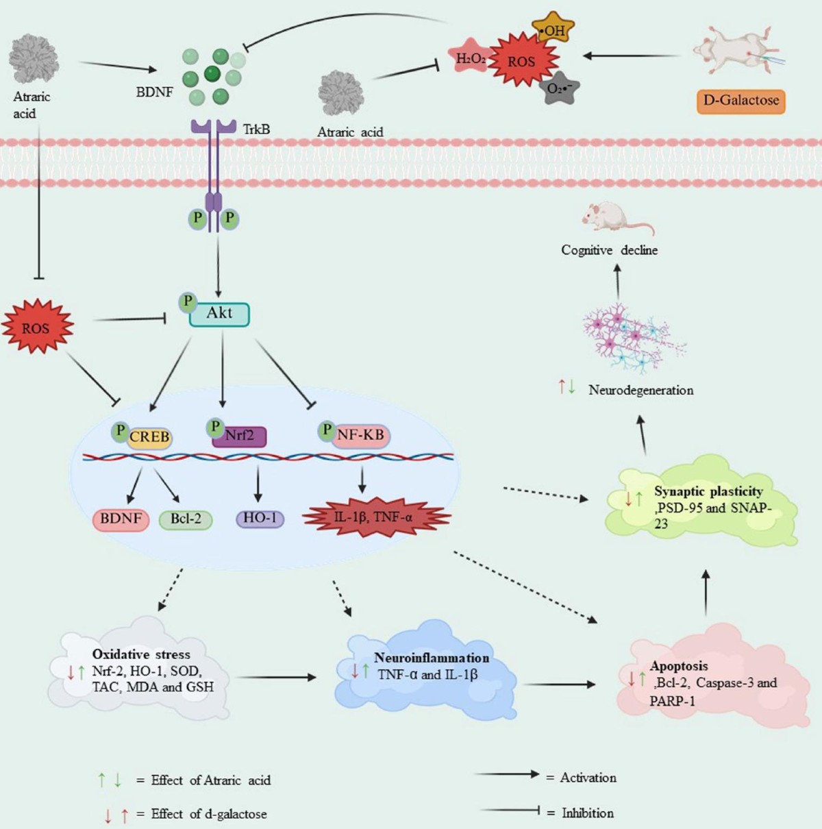 glutathione bdnf Atraric acid enhances neuronal survival and cognition against d-galactose-induced neurodegeneration via BDNF/TrkB/AKT signaling | Inflammopharmacology كريم لبشرة ناعمة
