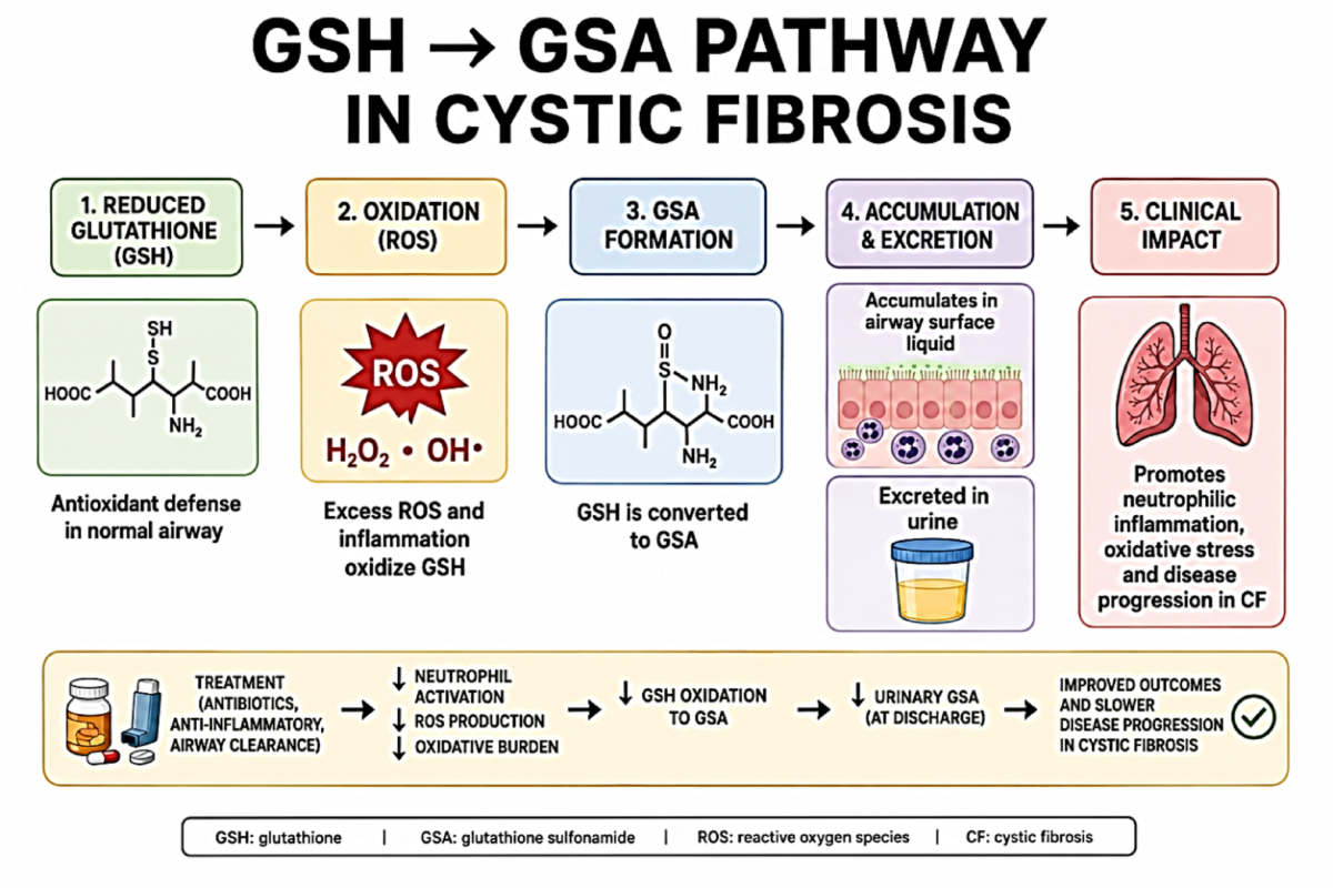A review of the potential benefits and limitations of oral glutathione supplementation | Inflammopharmacology