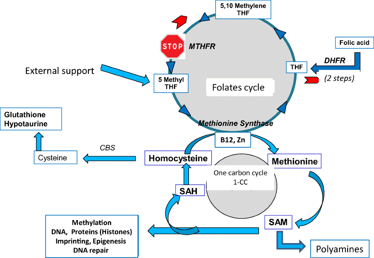 what happens with glutathione and mthfr (methylenetetrahydrofolate reductase: EC 1.5.1.20) SNPs (single-nucleotide polymorphisms) homocysteine in patients referred for investigation of fertility | Journal of Assisted Reproduction and Genetics Color:Purple Has anyone tried aGHK-CU moisturizing toner pads