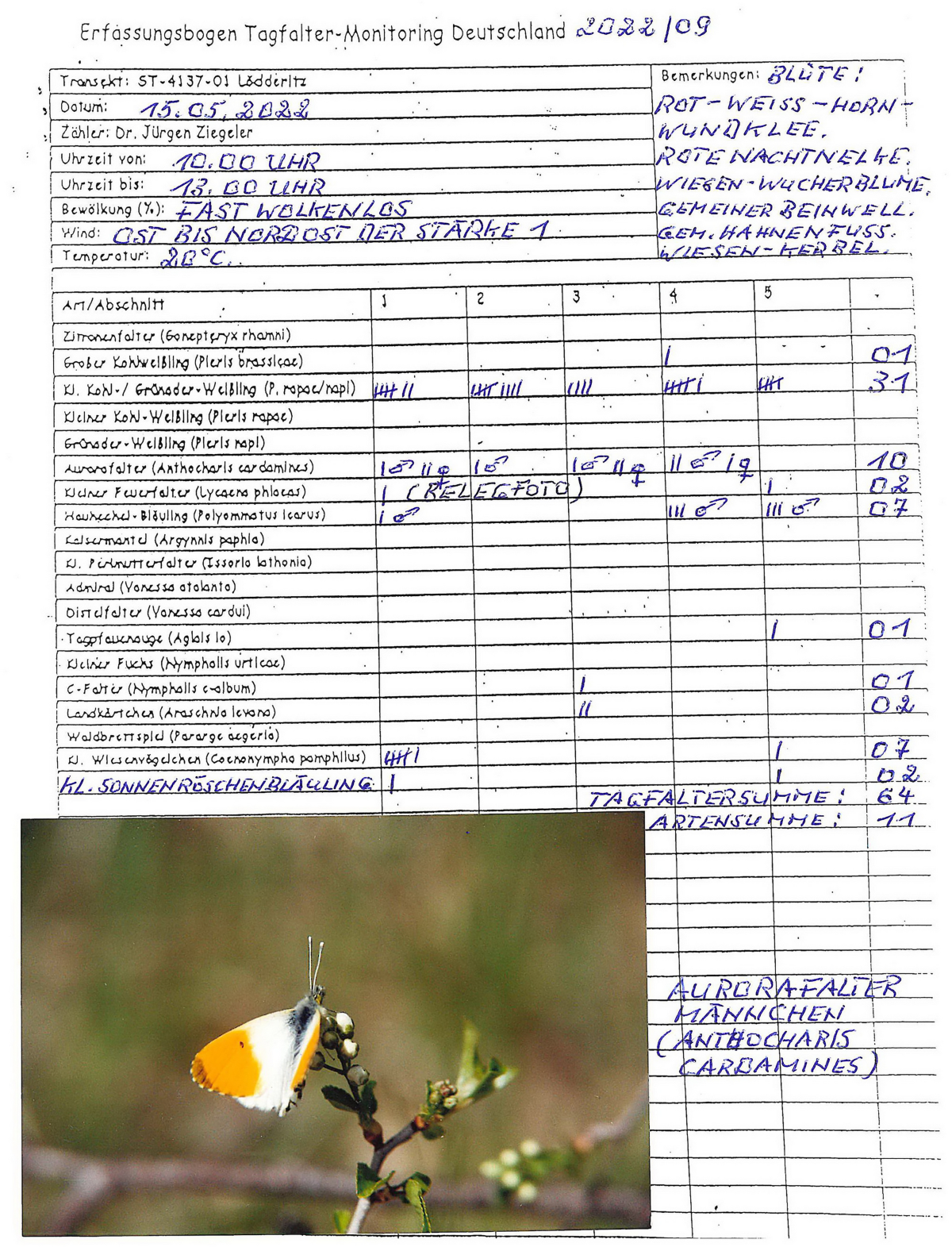 Counting butterflies—are old-fashioned ways of recording data obsolete? |  Journal of Insect Conservation
