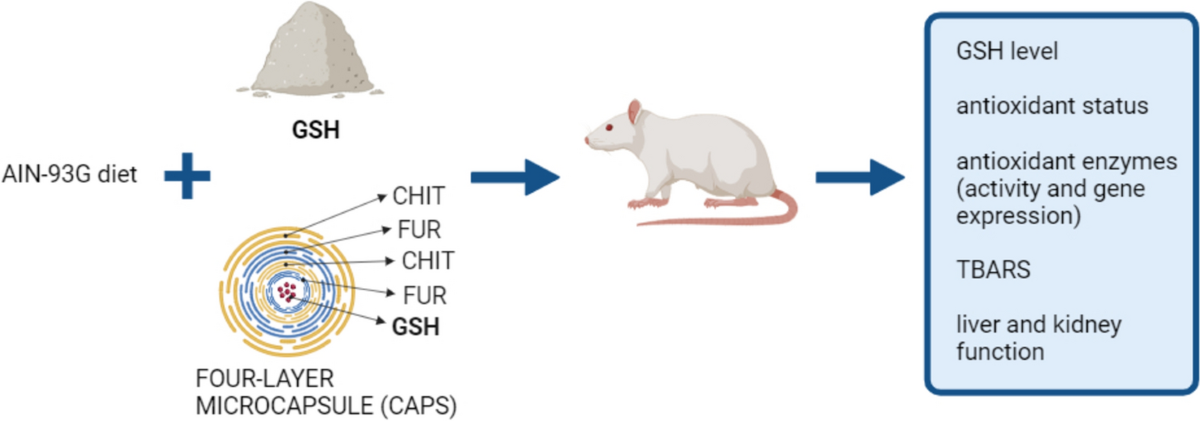 ipamorelin peptide benefits uses ipamorelin clinical studies benefits IGF-1 LR3 Peptide – Muscle Building,  Recovery & Fat Loss Explained