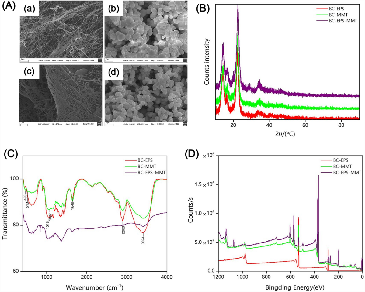 Bioactive antimicrobial polymer membranes: synthesis, characterization, and  their applications in various sectors | Journal of Materials Science