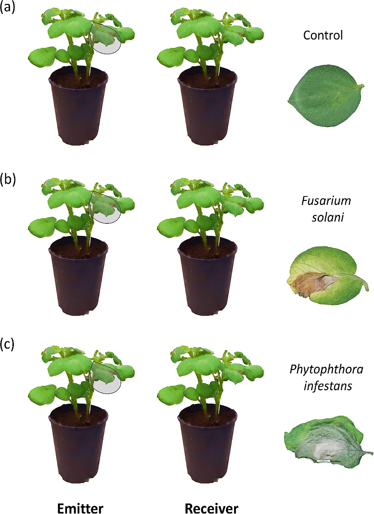 Test of Specificity in Signalling between Potato Plants in Response to  Infection by Fusarium Solani and Phytophthora Infestans | Journal of  Chemical Ecology