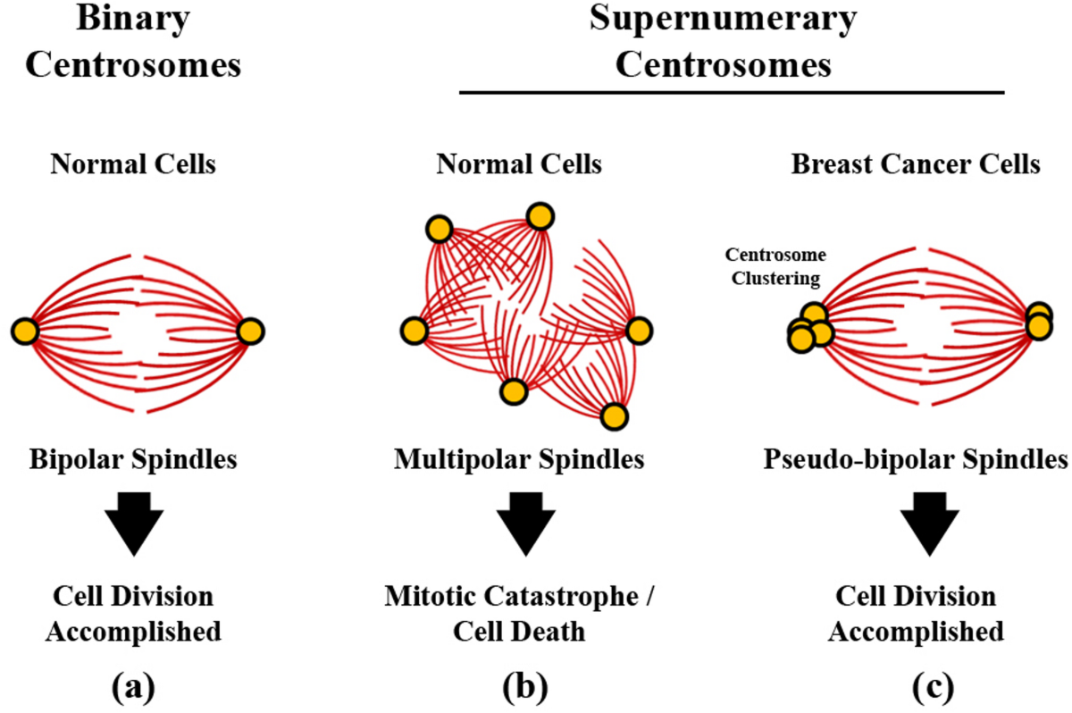 Figure 2 from Evaluation of the effects of walnut extract on cell division  G2/M cyclin - Cyclin B1 in breast cancer cells | Semantic Scholar, image size:1200x798