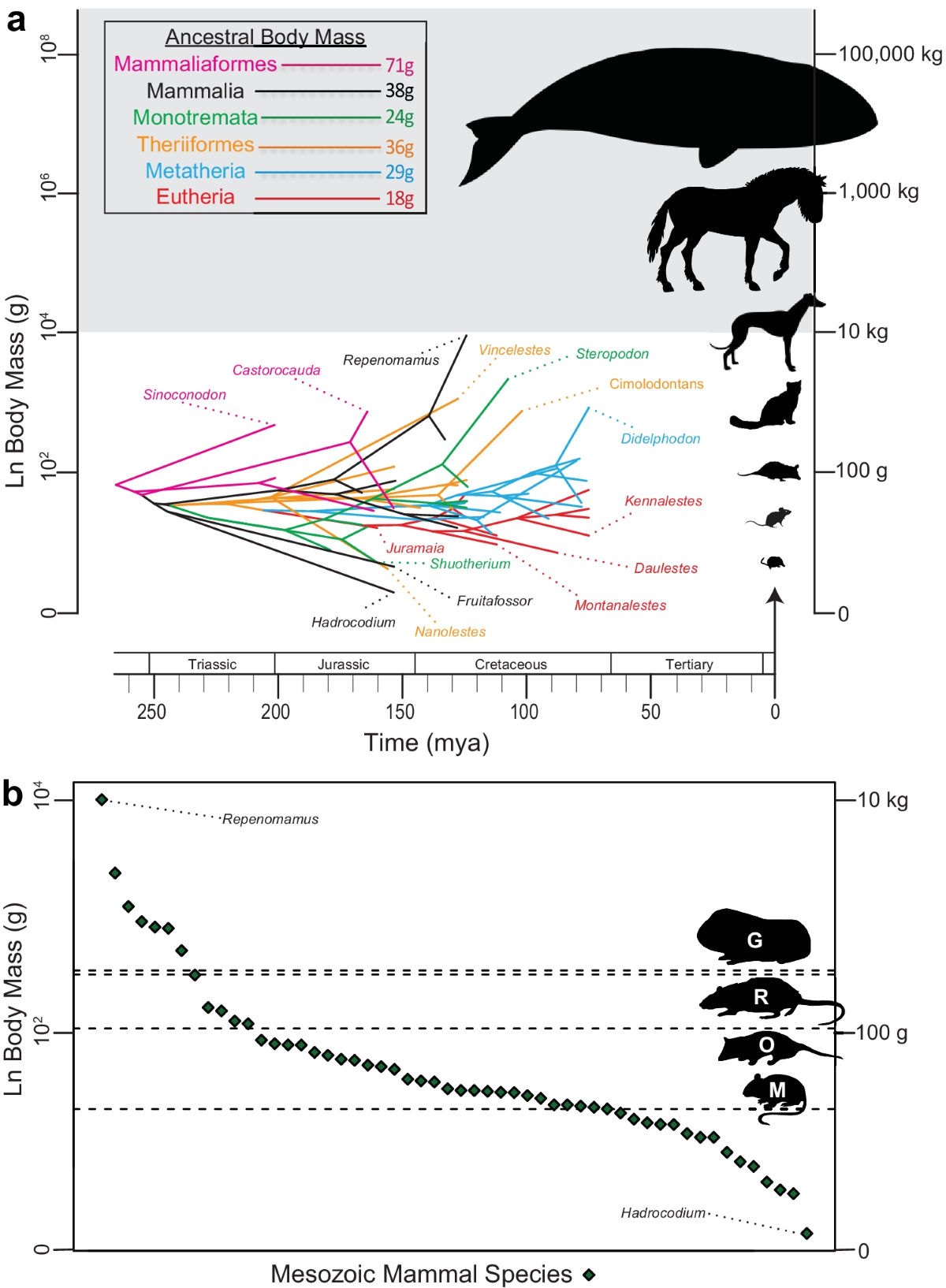 Comparison of Hindlimb Muscle Architecture Properties in Small-Bodied,  Generalist Mammals Suggests Similarity in Soft Tissue Anatomy | Journal of  Mammalian Evolution