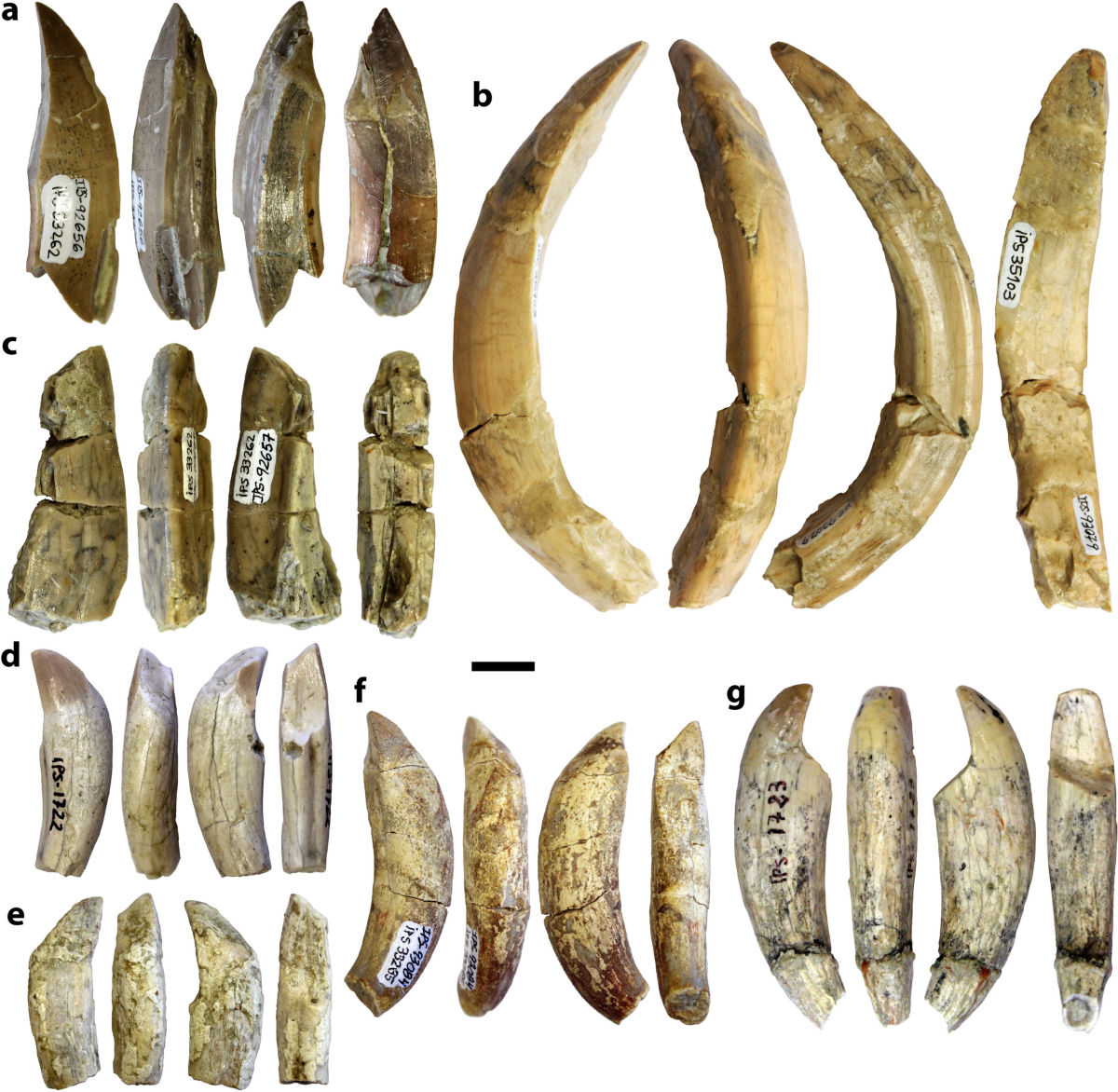 Tetraconodontines and suines (Artiodactyla: Suidae) from the earliest  Vallesian site of Castell de Barberà (Vallès-Penedès Basin, NE Iberian  Peninsula) | Journal of Mammalian Evolution