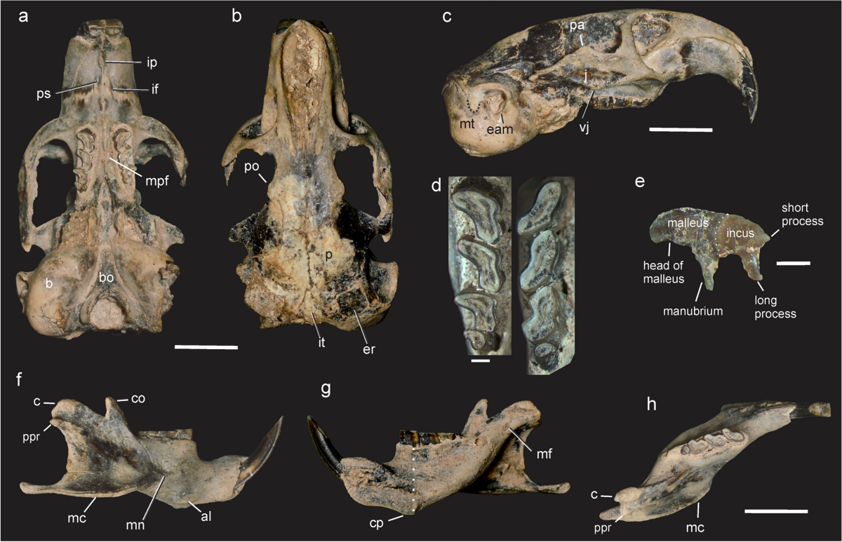 Elephant Skull Stock Photo - Download Image Now - Elephant, Animal Body  Part, Animal Bone - iStock, image size:1200x773
