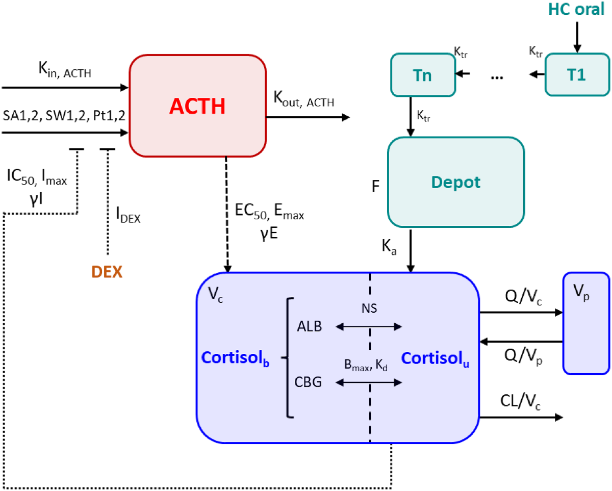 A quantitative modeling framework to understand the physiology of the  hypothalamic-pituitary-adrenal axis and interaction with cortisol  replacement therapy | Journal of Pharmacokinetics and Pharmacodynamics |  Springer Nature Link