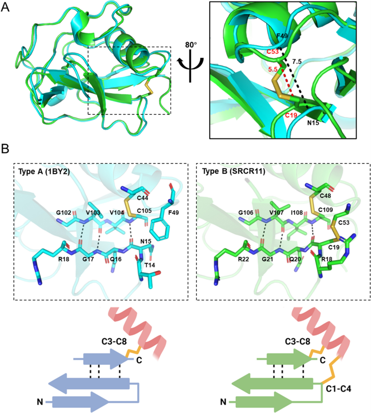 Refolding, Crystallization, and Crystal Structure Analysis of a Scavenger  Receptor Cysteine-Rich Domain of Human Salivary Agglutinin Expressed in  Escherichia coli | The Protein Journal