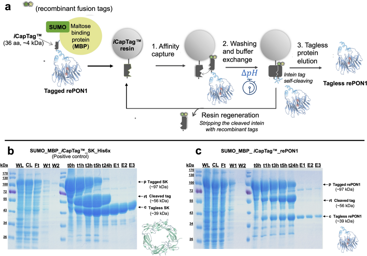glutathione v l cystine The effects of the oral supplementation of LCystine associated with  reduced LGlutathioneGSH on human skin pigmentation: a randomized,  doubleblinded, benchmark and placebocontrolled clinical trial - Duperray  - 2022