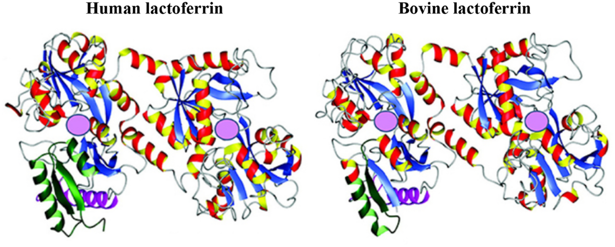 lactoferrin glutathione Biomedical and Nutritional Applications of Lactoferrin | International  Journal of Peptide Research and Therapeutics