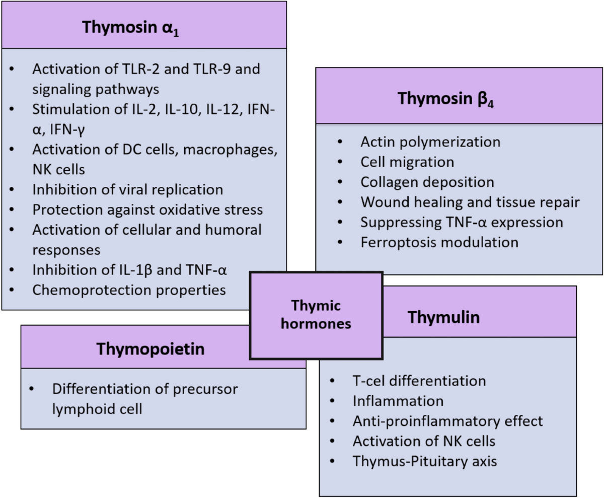 Thymosin β4 (Tβ4) is a 43-amino acid peptide with diverse roles in actin dynamics, tissue repair, and inflammation modulation. TMBA refers to synthetic or modified analogs designed to enhance or mimic Tβ4’s biological activities. Below is a structured overview of TMBA based on current research: