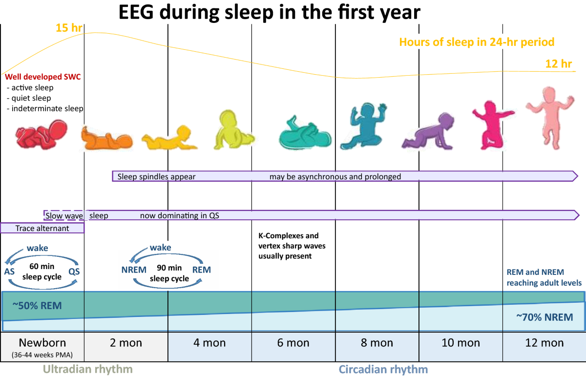 How Baby Sleep Cycles Change Over Time