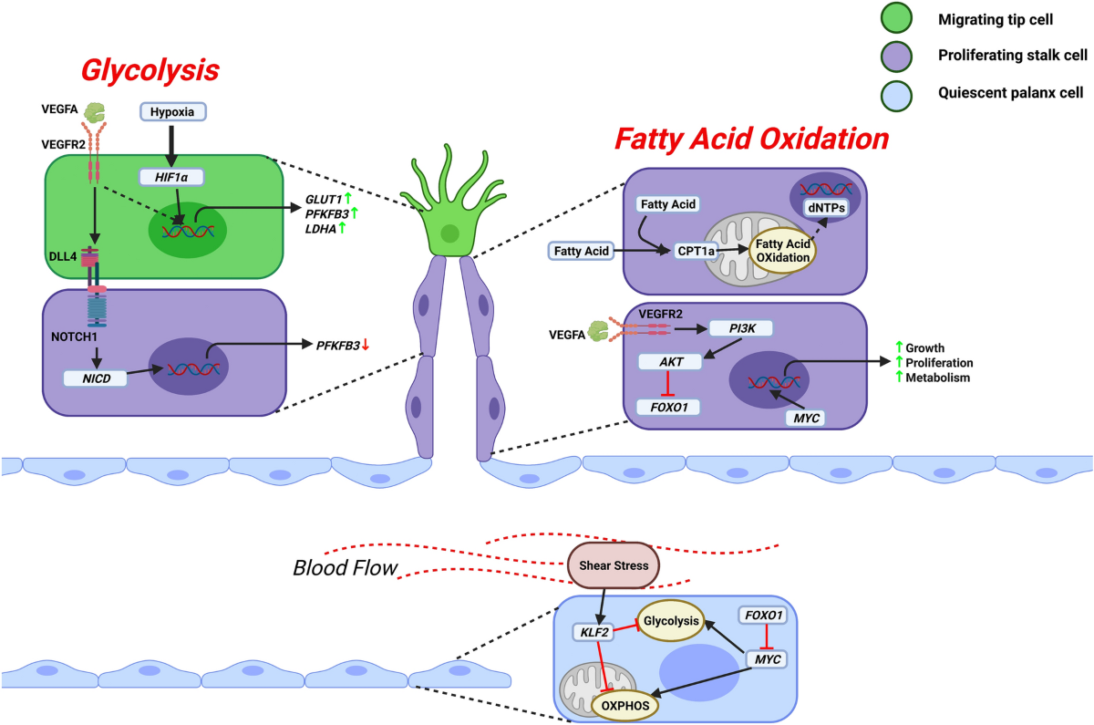 Modulation of endothelium function by fatty acids | Molecular and Cellular  Biochemistry