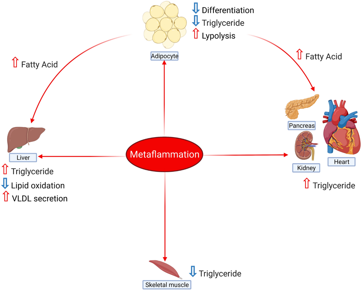 Modulation of endothelium function by fatty acids | Molecular and Cellular  Biochemistry