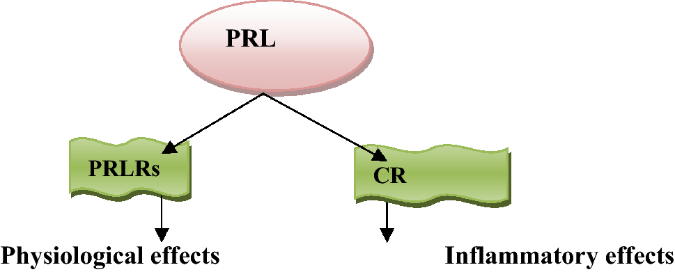 The crucial role of prolactin-lactogenic hormone in Covid-19 | Molecular and Cellular Biochemistry | Springer Nature Link The crucial role of prolactin-lactogenic hormone in Covid-19 | Molecular and Cellular Biochemistry | Springer Nature Link