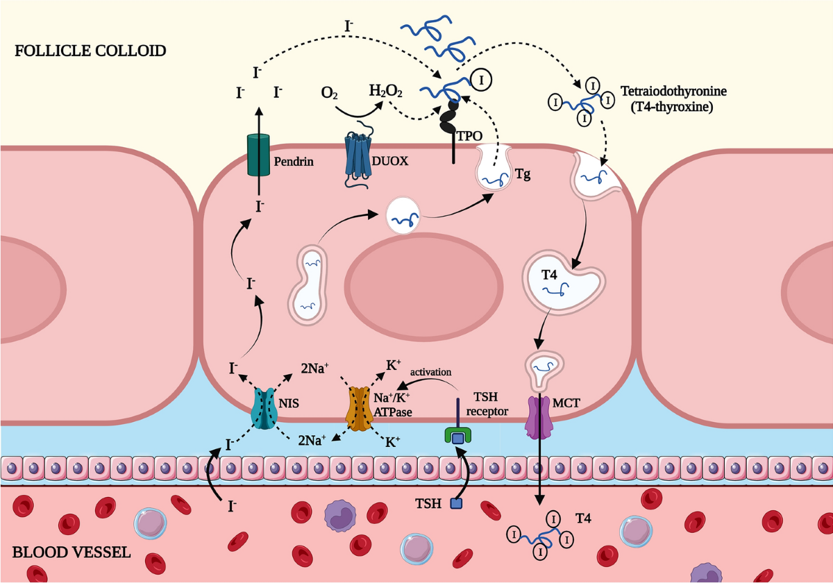 glutathione hyperthyroidism Glutathione system enhancement for cardiac protection: pharmacological  options against oxidative stress and ferroptosis