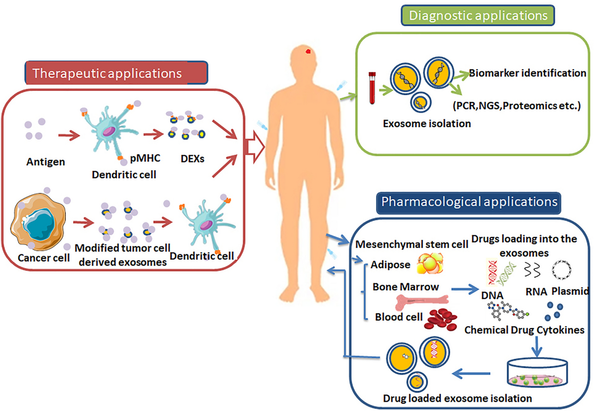 Drug target therapy and emerging clinical relevance of exosomes in  meningeal tumors | Molecular and Cellular Biochemistry