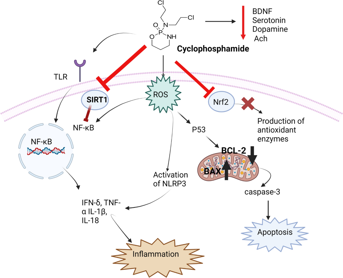 dihexa peptide cognitive enhancement mechanism evidence risks Molecular mechanisms underlying cyclophosphamide-induced cognitive  impairment and strategies for neuroprotection in preclinical models |  Molecular and Cellular Biochemistry