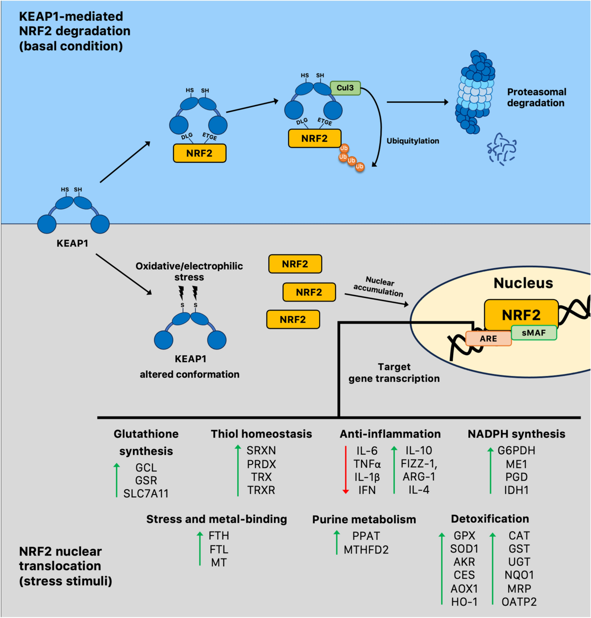 NRF2 signaling pathway and telomere length in aging and age-related  diseases | Molecular and Cellular Biochemistry | Springer Nature Link