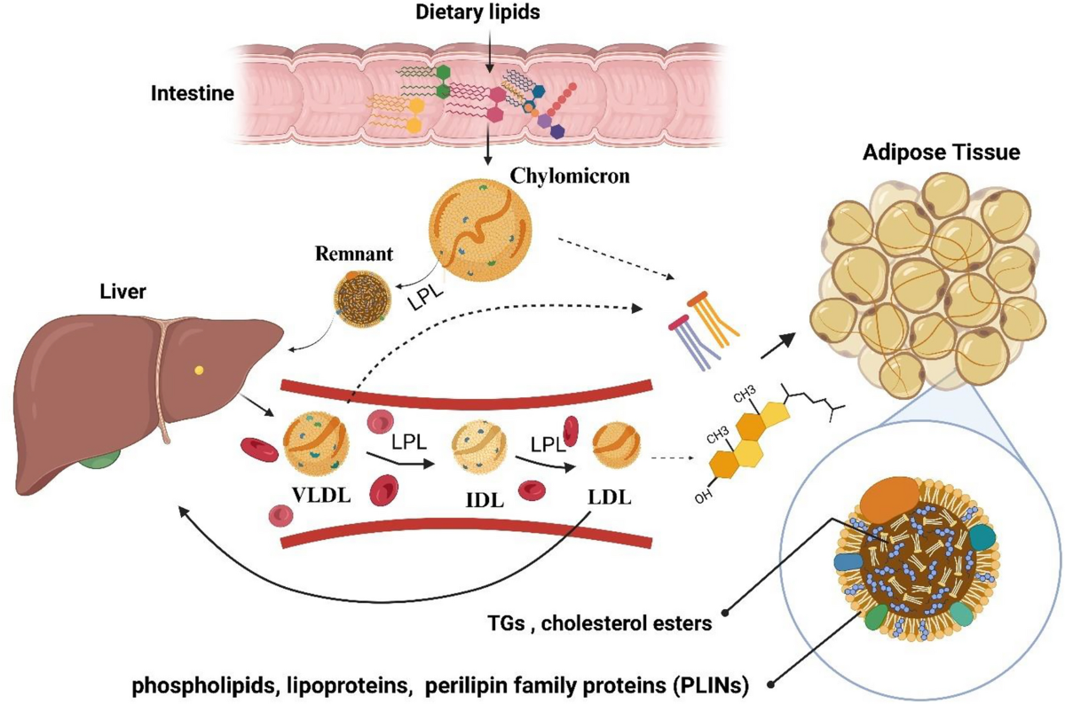 Autophagy and the peroxisome proliferator-activated receptor signaling  pathway: A molecular ballet in lipid metabolism and homeostasis | Molecular  and Cellular Biochemistry | Springer Nature Link