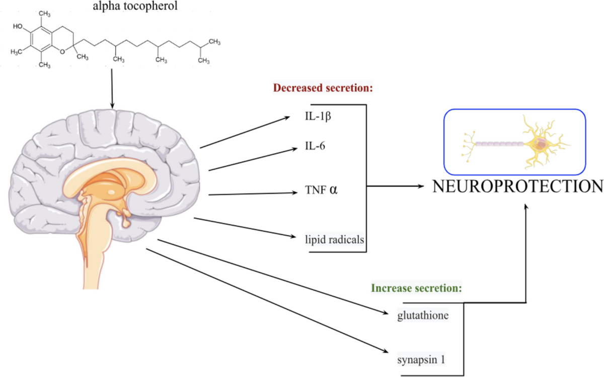 The role of α-tocopherol in the prevention and treatment of Alzheimer's disease | Molecular and Cellular Biochemistry