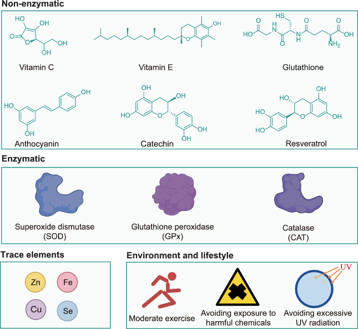 A review: oxidative stress in skeletal muscle and the non-coding RNAs  behind it | Molecular and Cellular Biochemistry | Springer Nature Link