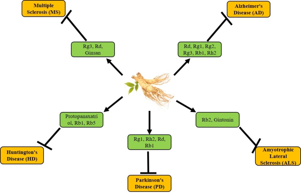 does ginseng stimulate production of glutathione The role of Panax ginseng in neurodegenerative disorders: mechanisms,  benefits, and future directions | Metabolic Brain Disease