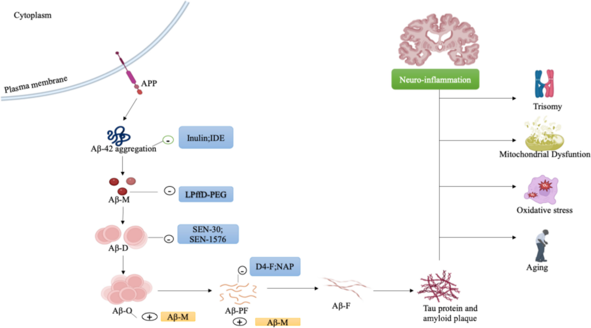 Peptide-based therapeutics in the management of Alzheimer's disease (AD)  and their potential to develop novel strategies | Metabolic Brain Disease |  Springer Nature Link
