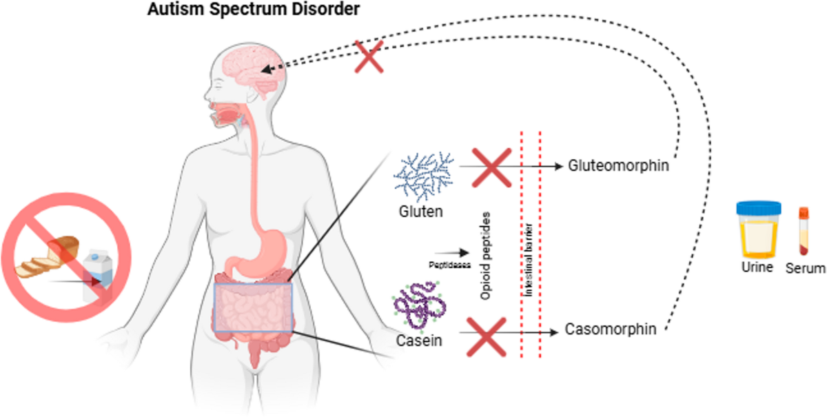 bpc 157 for autism Opioid peptides in autism spectrum disorder and gluten-free casein-free  diet as a therapeutic approach | Metabolic Brain Disease
