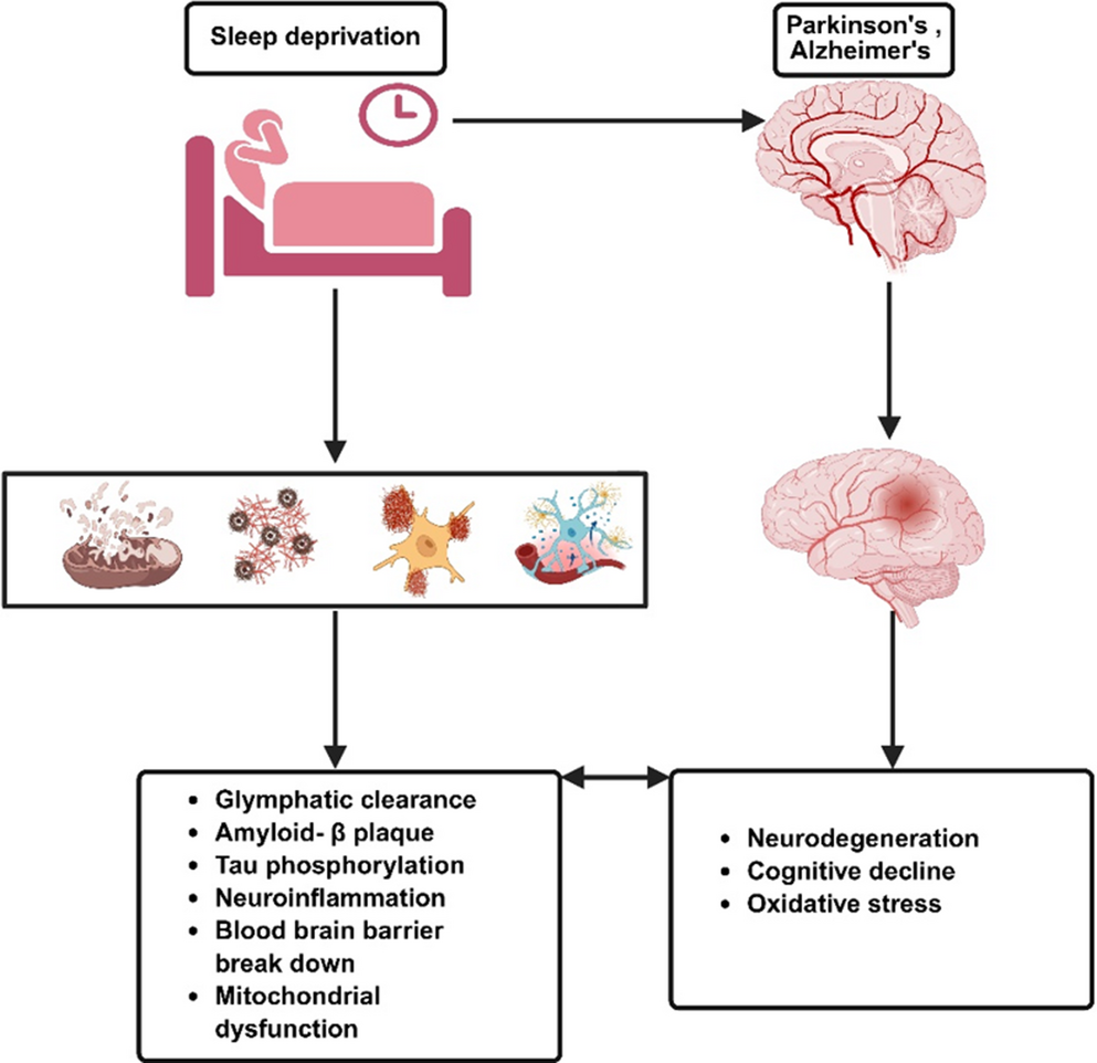 glutathione peroxidase v the kinetic mechanism Team:UNSW Australia/Model/Glutathione System