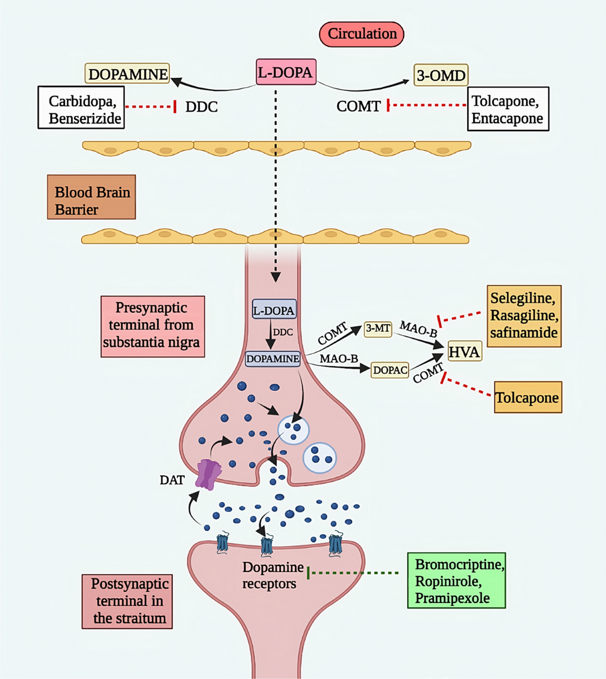 Recent updates on structural insights of MAO-B inhibitors: a review on target-based approach | Molecular Diversity