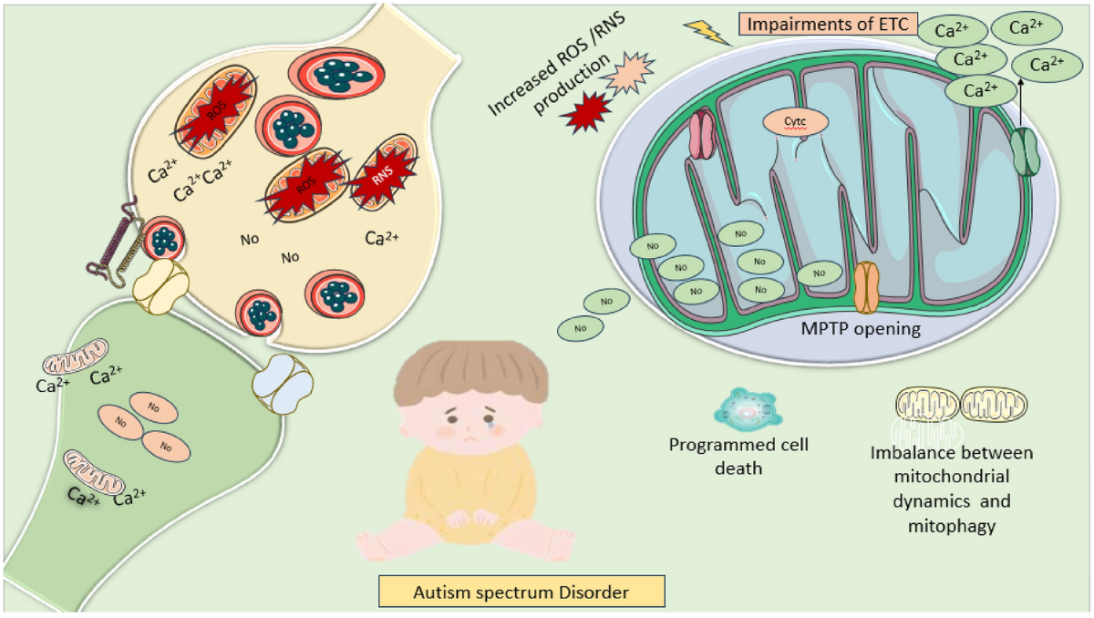 Oxidative stress and antioxidant therapeutics in autism spectrum disorder: a biochemical and structureactivity relationship perspective | Molecular Diversity | Springer Nature Link Oxidative stress and antioxidant therapeutics in autism spectrum disorder: a biochemical and structureactivity relationship perspective | Molecular Diversity | Springer Nature Link