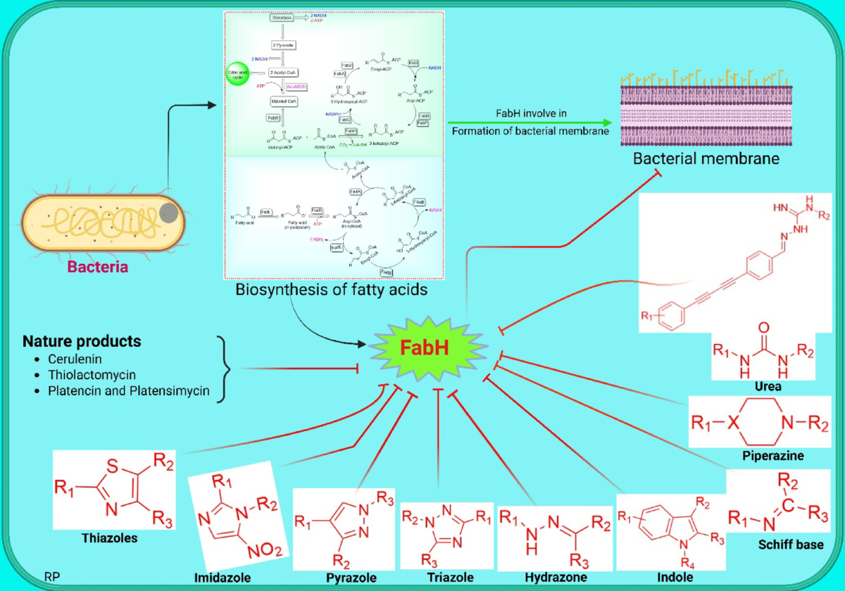 Exploring FabH inhibitors for antimicrobial therapy: medicinal chemistry,  synthetic approaches, and SAR evaluation | Molecular Diversity | Springer  Nature Link