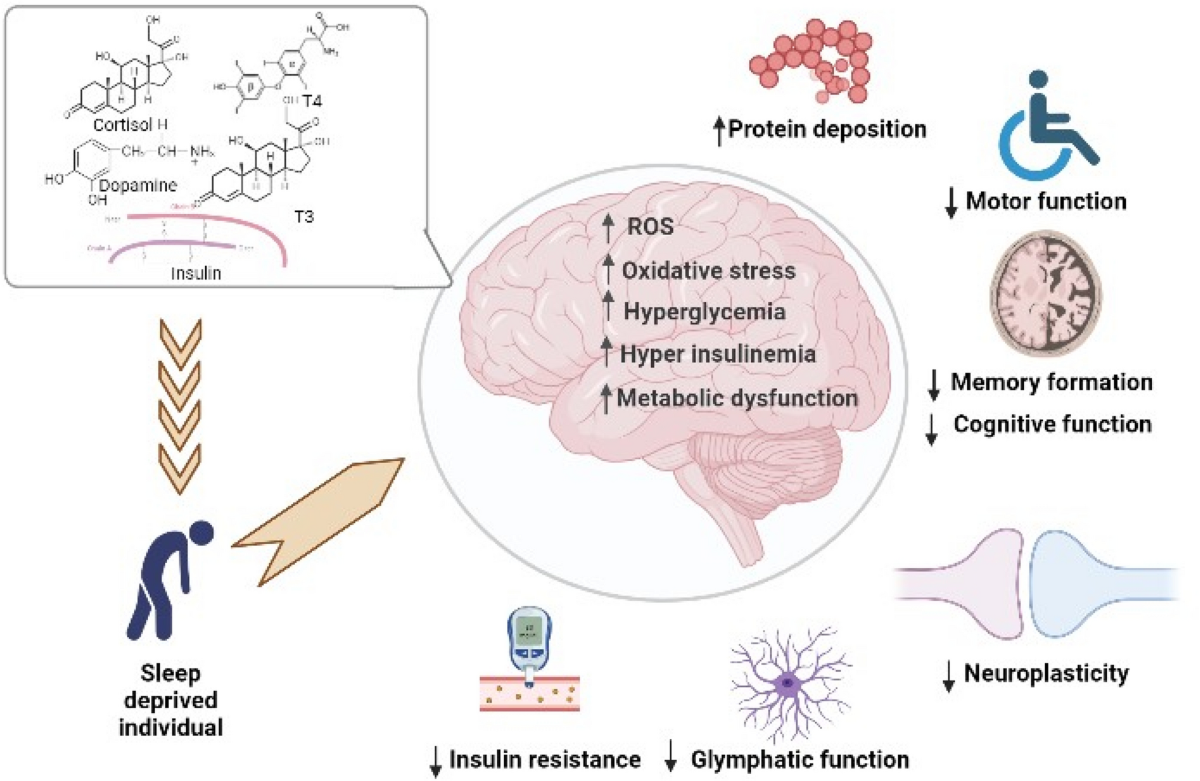 can l carnitine cause insomnia Sleep-associated insulin resistance promotes neurodegeneration | Molecular  Biology Reports