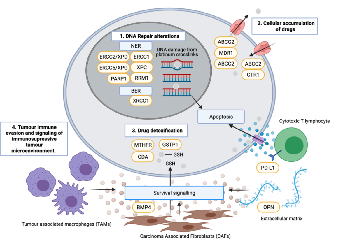 Genetic polymorphisms as potential pharmacogenetic biomarkers for  platinum-based chemotherapy in non-small cell lung cancer | Molecular  Biology Reports