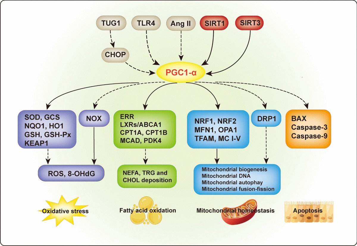 PGC1-α in diabetic kidney disease: unraveling renoprotection and molecular  mechanisms | Molecular Biology Reports