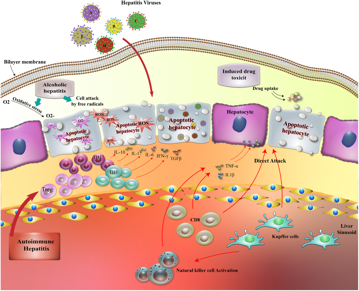 cjc-1295 + ipamorelin before and after women Cjc 1295 Ipamorelin Before And After Women