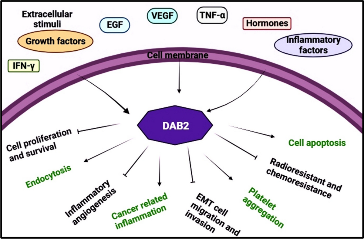 RETRACTED ARTICLE: The scaffold protein disabled 2 (DAB2) and its role in  tumor development and progression | Molecular Biology Reports