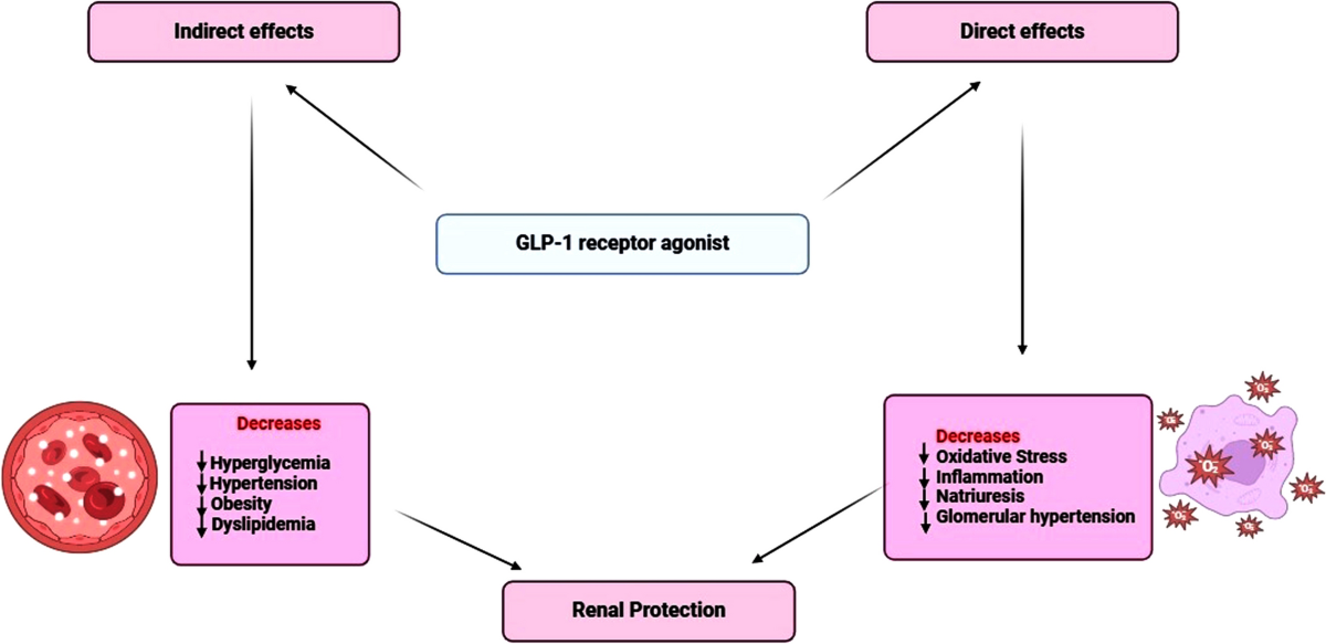 glp-1-based therapies GLP-1 + Gastrin: Next gen regenerative therapy