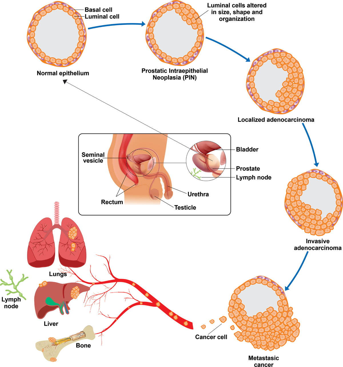 Snake venom toxins as potential therapeutic agents in the treatment of  prostate cancer | Molecular Biology Reports | Springer Nature Link