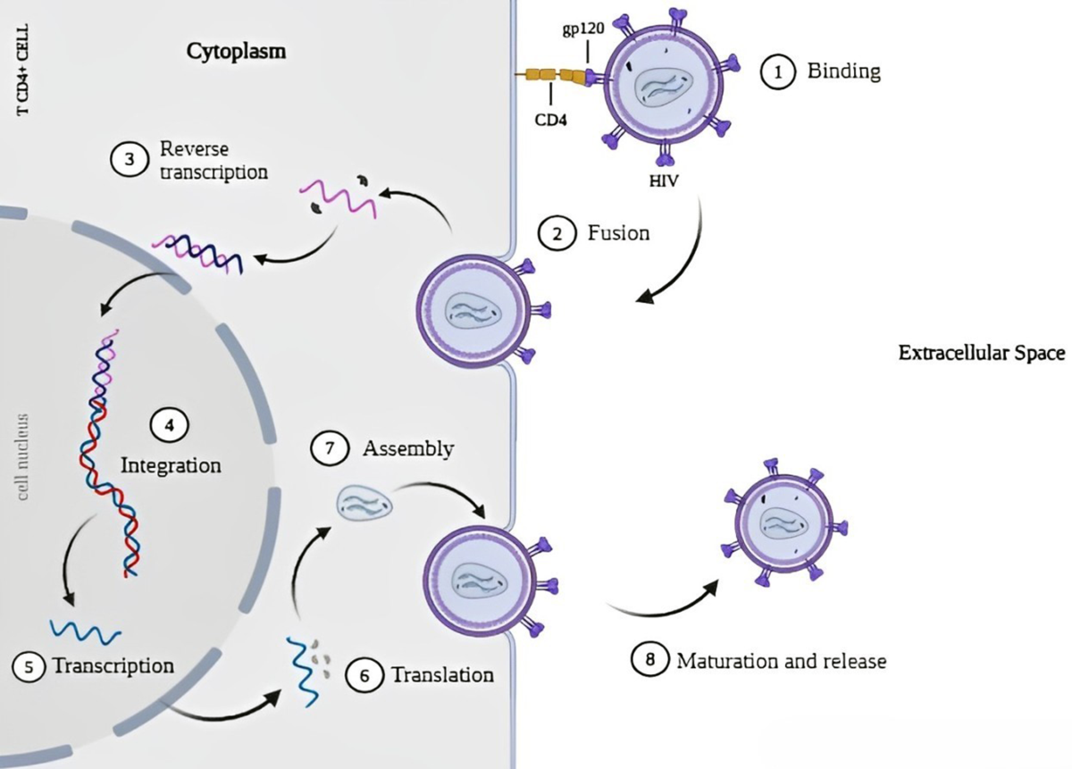 glutathione for plhiv Restoring Levels Promotes Metabolic Health in Older HIV-Infected Patients The transsulfuration pathway from homocysteine