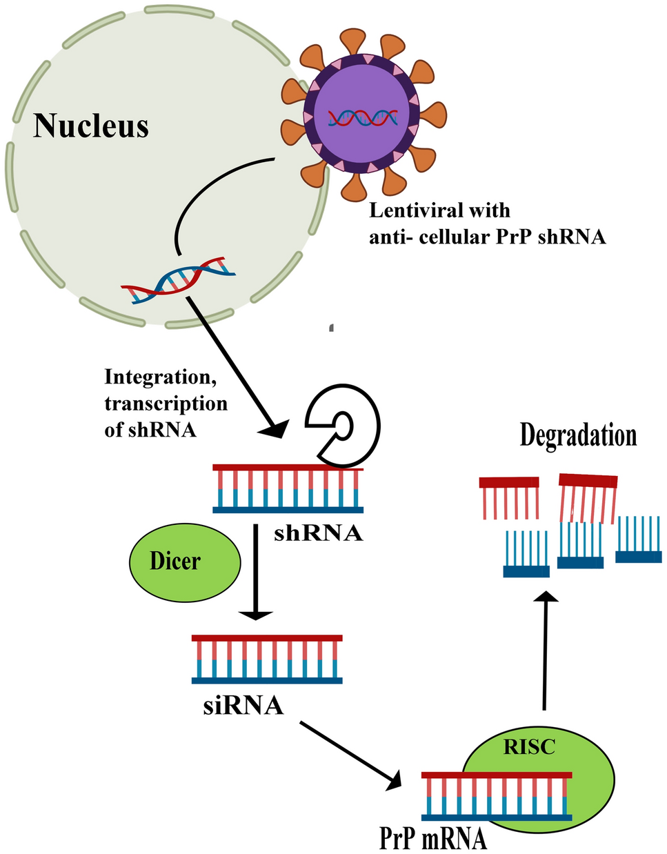 A review on current theories and potential therapies for prion diseases |  Molecular Biology Reports | Springer Nature Link