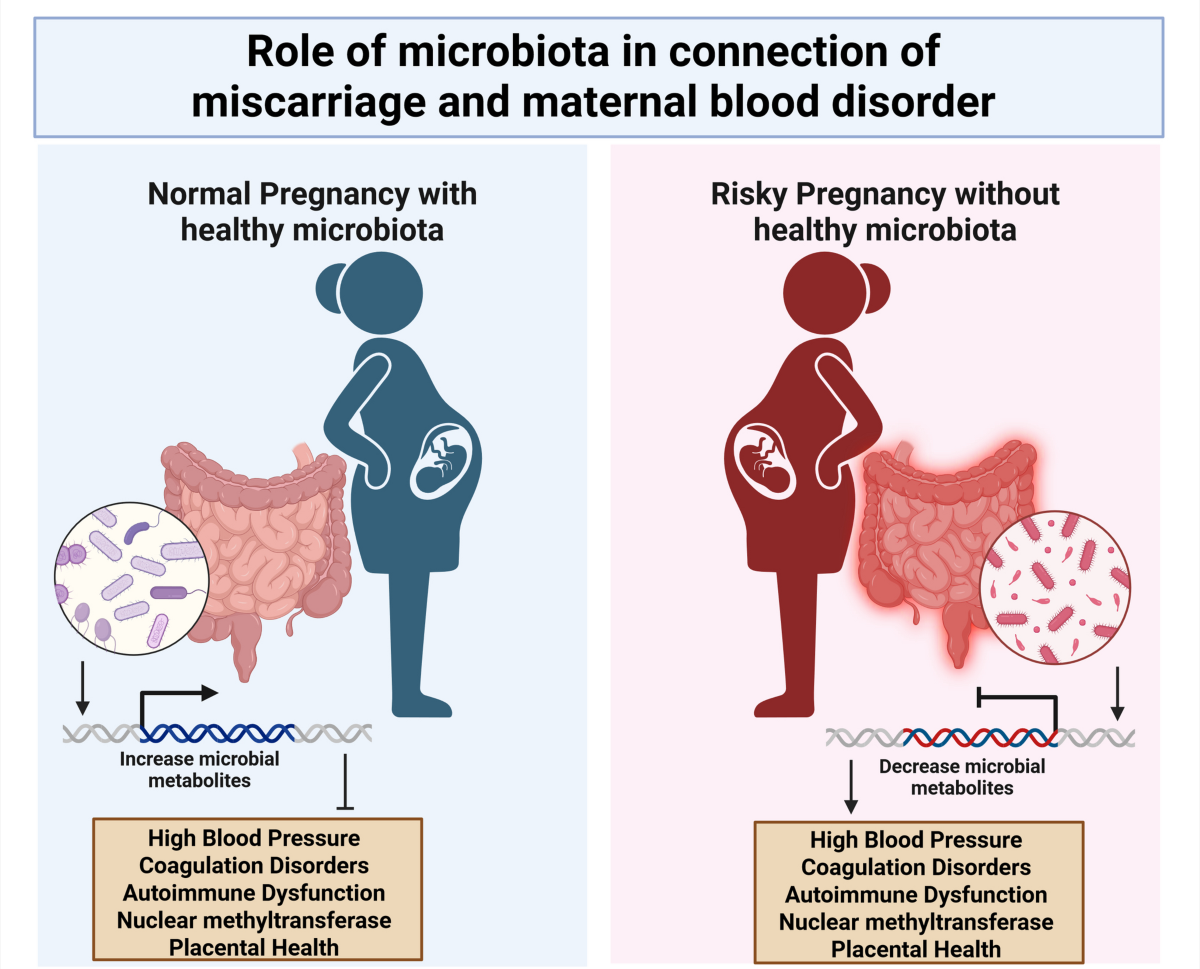 l-carnitine miscarriage How microbiota influence maternal blood disorder in miscarriage | Molecular  Biology Reports