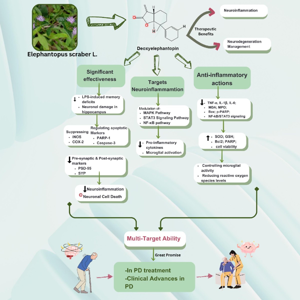 Pharmacological insights into deoxyelephantopin: a multifunctional sesquiterpene with therapeutic promise in cancer and neurodegenerative disorders | Molecular Biology Reports
