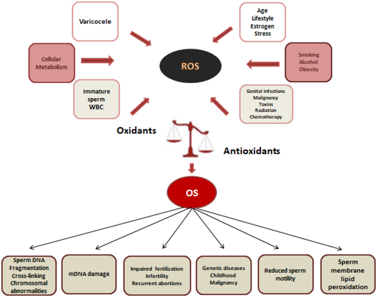 glutathione dose for infertility The critical role of oxidative stress in male infertility: causes,  diagnostic biomarkers, and the efficacy of antioxidant therapy | Molecular  Biology Reports